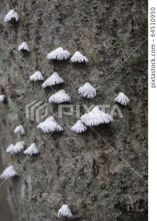 裂褶菌 裂褶菌 64510950