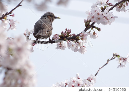 櫻花和鵯 櫻花和鵯 64510960