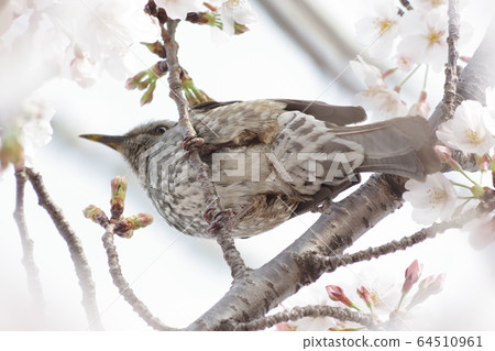 櫻花和鵯 櫻花和鵯 64510961