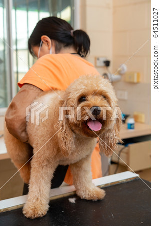 Haircut of cabarpoo 64511027