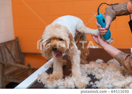 Haircut of cabarpoo 64511030