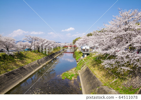 岐阜縣上賀原市新Sa川櫻花 64511078