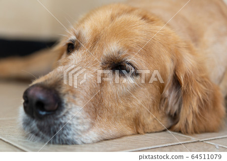 躺著的狗運動 64511079