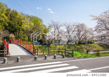 岐阜縣上賀原市新Sa川櫻花 64511080