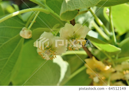 獼猴桃女性花 獼猴桃女性花 64512149
