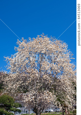 Sa玉縣寄居町守龍寺場 64513069