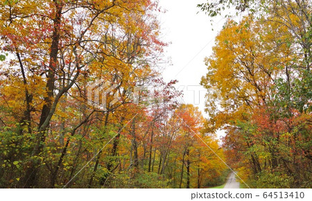Autumn Leaves of Brown Country State Park, Indiana, USA Autumn Leaves of Brown Country State Park, Indiana, USA 64513410