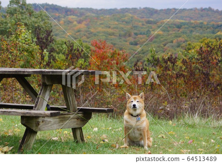 Shiba Inu Brown Country State Park, Indiana, USA Shiba Inu Brown Country State Park, Indiana, USA 64513489