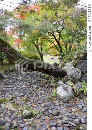 Maruyama Park Autumn leaves 64513819