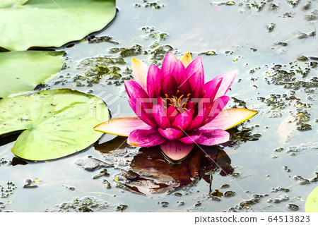 美麗盛開的睡蓮花 美麗盛開的睡蓮花 64513823