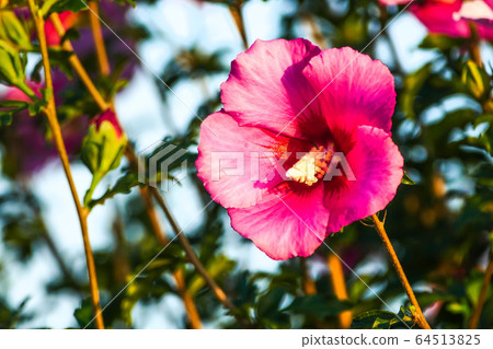 奈良花，芙蓉花 64513825