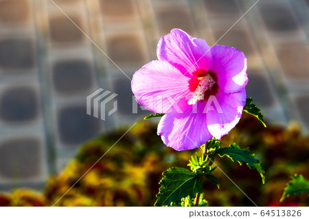 奈良花，芙蓉花 64513826