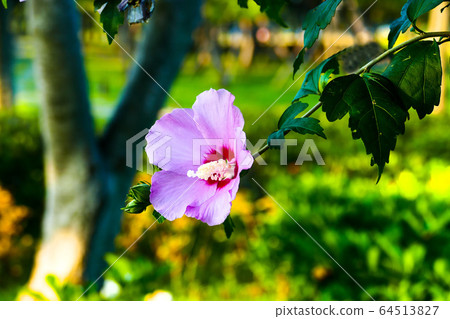 奈良花，芙蓉花 64513827