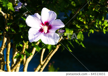 奈良花，芙蓉花 64513831