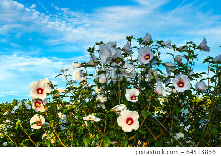 奈良花，芙蓉花 64513836