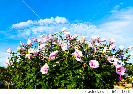 奈良花，芙蓉花 64513838