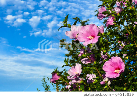 奈良花，芙蓉花 64513839