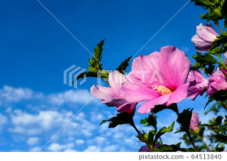 奈良花，芙蓉花 64513840