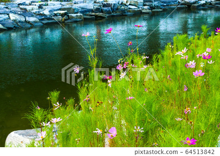 波斯菊花 波斯菊花 64513842