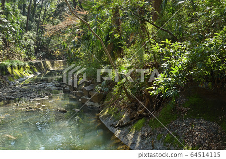 在世田谷區漫步:Todoroki Gorge 在世田谷區漫步:Todoroki Gorge 64514115