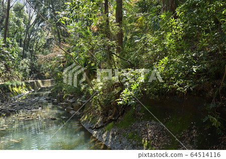 在世田谷區漫步:Todoroki Gorge 在世田谷區漫步:Todoroki Gorge 64514116