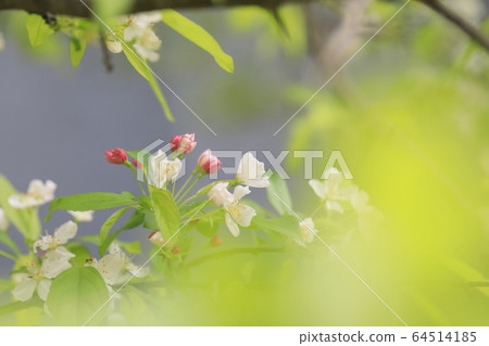 美麗的春天風景與蘋果花 64514185
