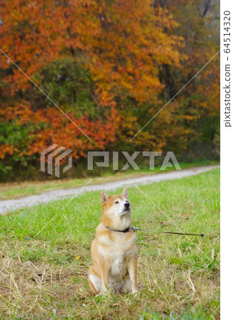 Shiba Inu Brown Country State Park, Indiana, USA Shiba Inu Brown Country State Park, Indiana, USA 64514320