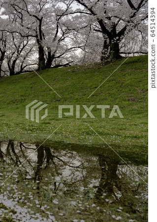 Row of cherry blossom trees and reflection on the back split bank in the early morning 64514394