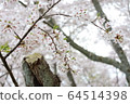 Cherry blossoms in silence 64514398