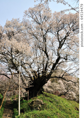 千年櫻花在Buryuji寺 64514479