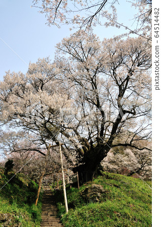 千年櫻花在Buryuji寺 64514482