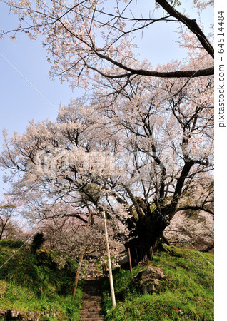 Millennium Sakura at Buryuji Temple 64514484