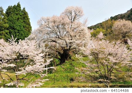 Millennium Sakura at Buryuji Temple Millennium Sakura at Buryuji Temple 64514486