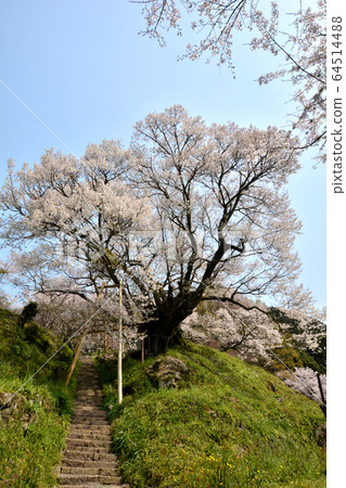 千年櫻花在Buryuji寺 64514488