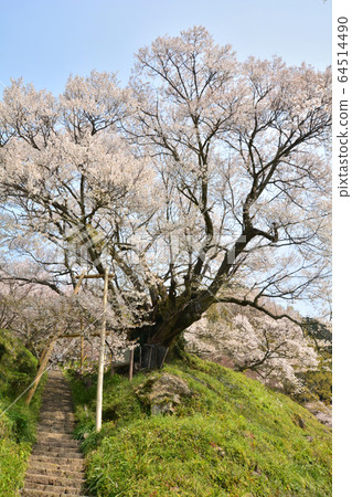 千年櫻花在Buryuji寺 64514490