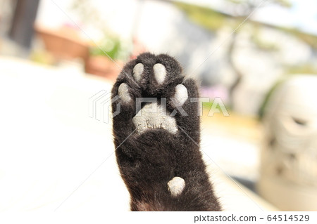黑貓爪子 64514529