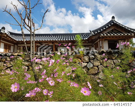 Cosmos hanok landscape 64514557