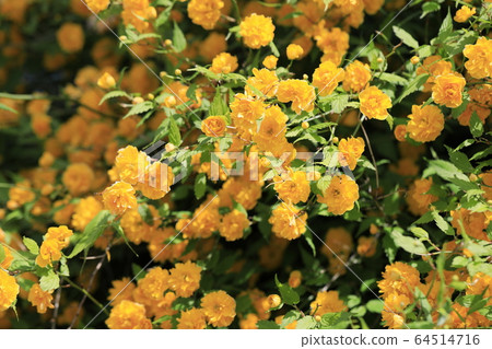 Beautiful spring scenery with beautiful yellow flowers Beautiful spring scenery with beautiful yellow flowers 64514716
