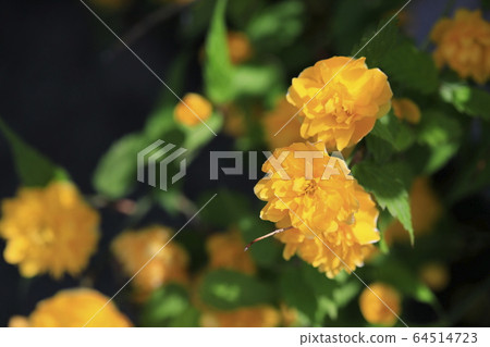 Beautiful spring scenery with beautiful yellow flowers Beautiful spring scenery with beautiful yellow flowers 64514723