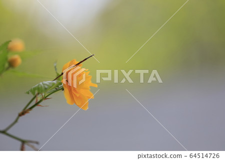 Beautiful spring scenery with beautiful yellow flowers Beautiful spring scenery with beautiful yellow flowers 64514726