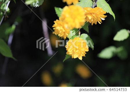 Beautiful spring scenery with beautiful yellow flowers Beautiful spring scenery with beautiful yellow flowers 64514733