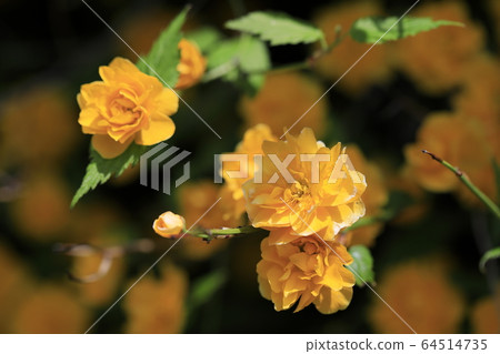 Beautiful spring scenery with beautiful yellow flowers Beautiful spring scenery with beautiful yellow flowers 64514735