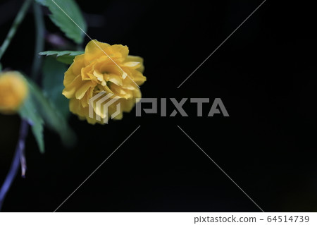 Beautiful spring scenery with beautiful yellow flowers Beautiful spring scenery with beautiful yellow flowers 64514739