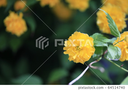 Beautiful spring scenery with beautiful yellow flowers Beautiful spring scenery with beautiful yellow flowers 64514740