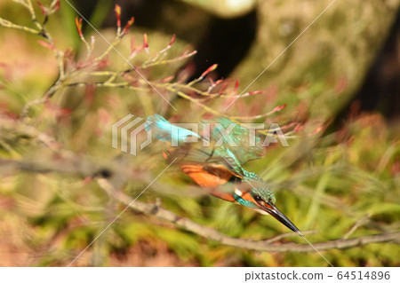 翠鳥3574 翠鳥3574 64514896