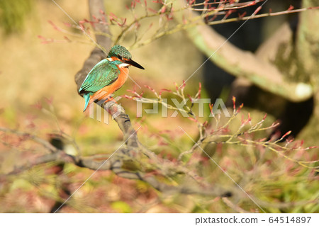 翠鳥3575-2 64514897