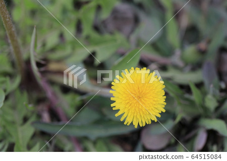 Beautiful spring scenery with yellow dandelion flowers 64515084