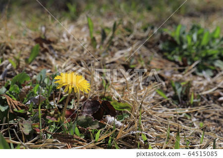 Beautiful spring scenery with yellow dandelion flowers Beautiful spring scenery with yellow dandelion flowers 64515085