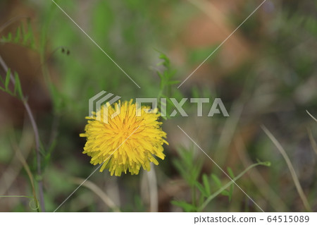 Beautiful spring scenery with yellow dandelion flowers Beautiful spring scenery with yellow dandelion flowers 64515089
