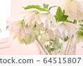  White flower 64515807